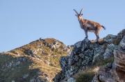 07-09-2013 - M.te Chierico - Corno Stella - Passo e M.te Tonale - Lago Publino - M.te Masoni - Rifugio  - FOTOGALLERY